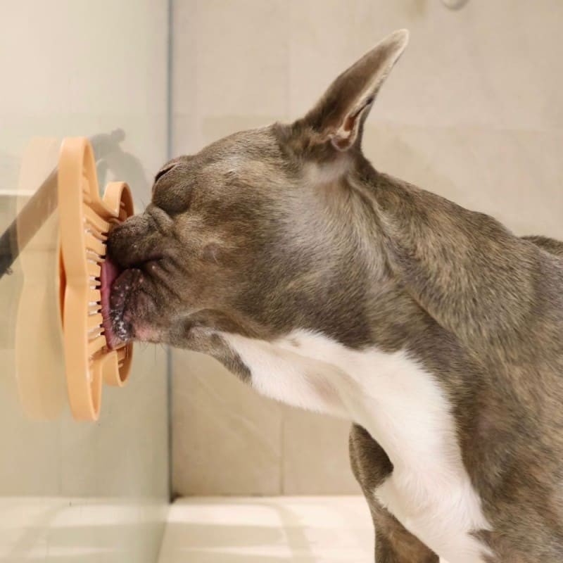 Chien qui lèche le tapis de léchage pour chien orange en silicone os MARTIN SELLIER