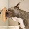 Chien qui lèche le tapis de léchage pour chien orange en silicone os MARTIN SELLIER