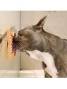 Chien qui lèche le tapis de léchage pour chien orange en silicone os MARTIN SELLIER