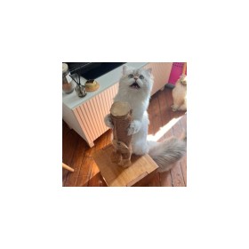 chat qui joue avec le griffoir pour chat cube en bois de caféier martin sellier