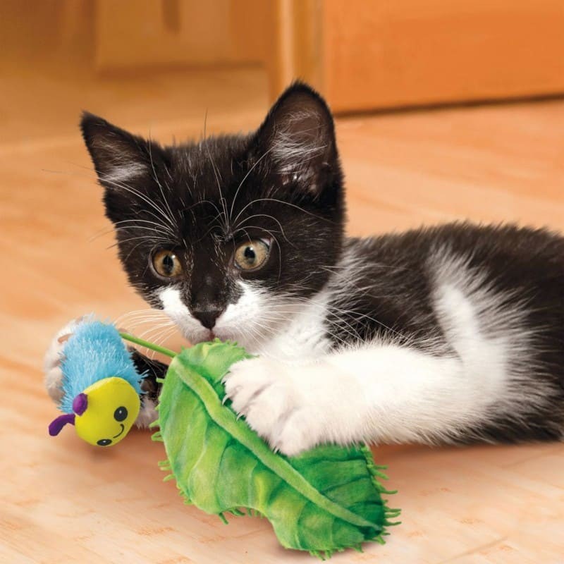 chat qui joue avec le jouet pour chat flingaroo caterpillar kong