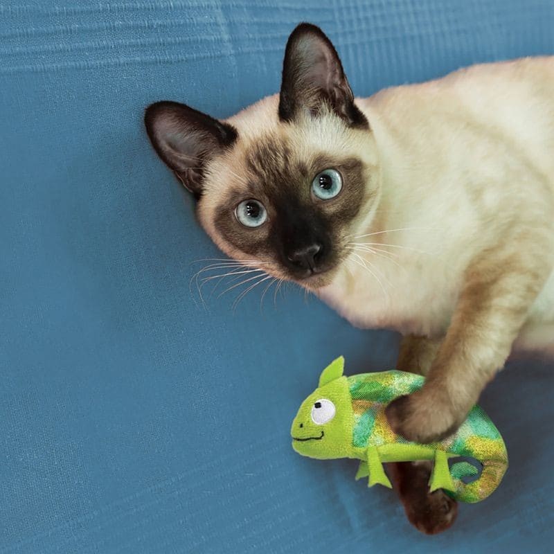 chat qui joue avec le jouet pour chat refillables chameleon kong