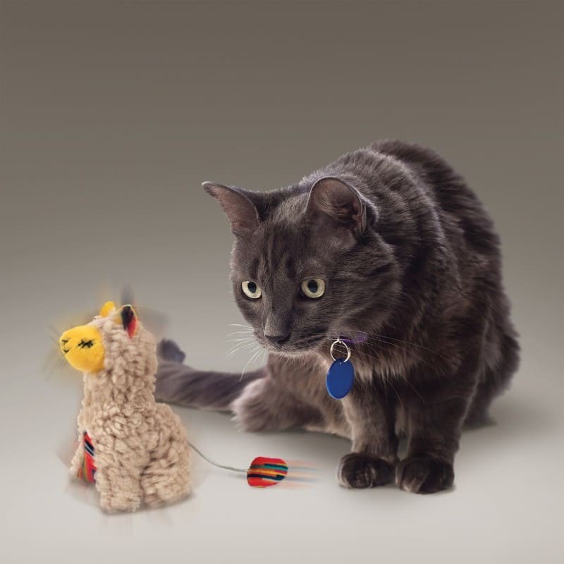 chat qui joue avec le jouet pour chat buzzy lama kong