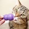 chat qui jouet avec le jouet pour chat Cat kitty KONG