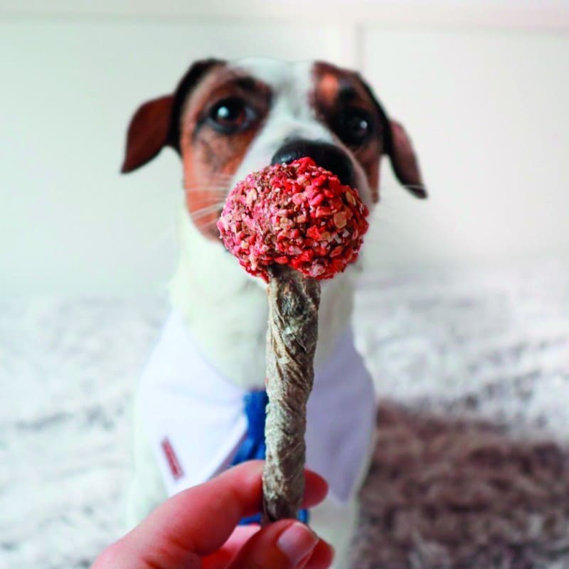 personne qui propose à un chien une friandise pour chien sucette cabillaud dinde cooka's cookies