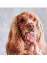chien avec une friandise préparée avec la préparation glace pour chien Cooka's Cookies