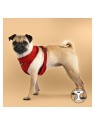 chien avec le harnais pour chien rouge terry puppia