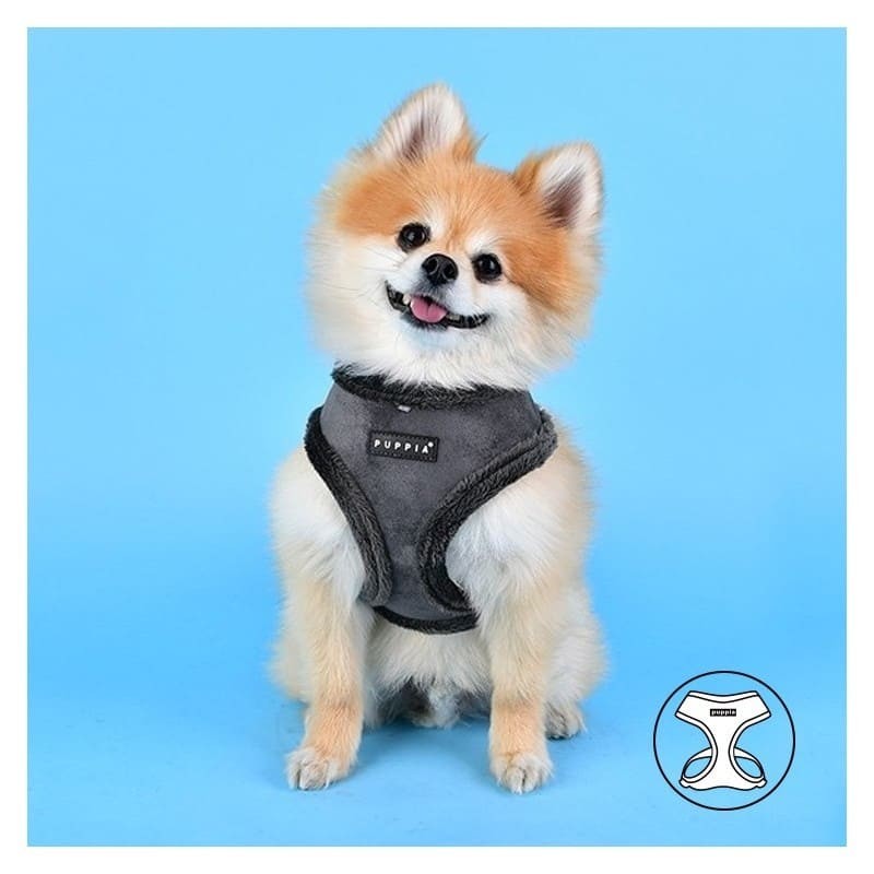 chien de face avec le harnais pour chien gris terry puppia