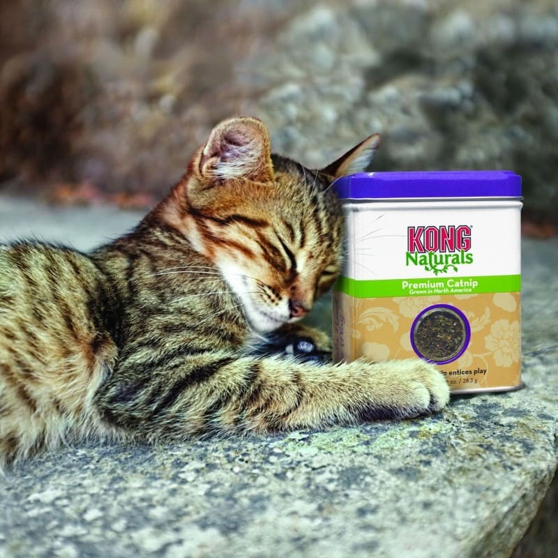 chat avec une boîte d'herbe à chat KONG