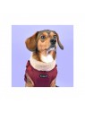 chien avec le manteau pour chien bordeaux avec harnais intégré Donavan Puppia