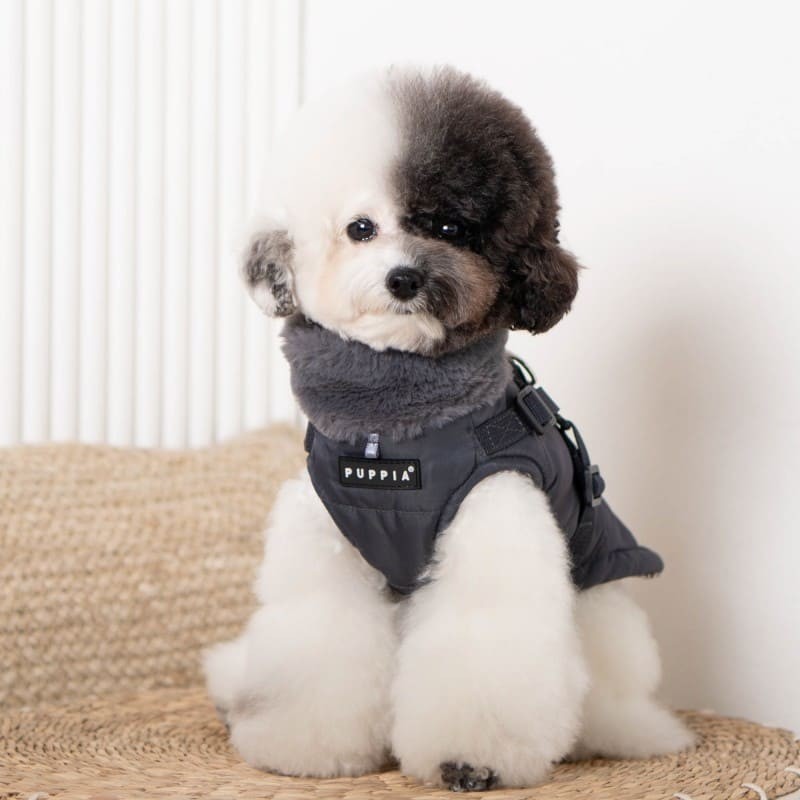 chien de face avec le manteau pour chien gris avec harnais intégré Donavan Puppia