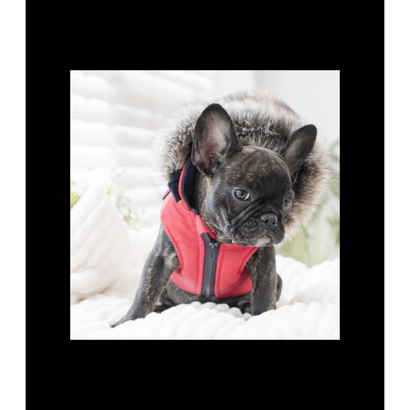 chien avec la doudoune pour chien rouge avec harnais intégré Orson Puppia