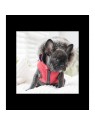 chien avec la doudoune pour chien rouge avec harnais intégré Orson Puppia