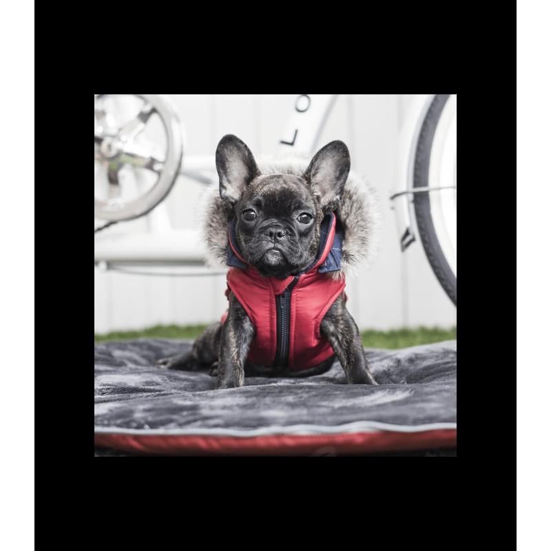 chien portant la doudoune pour chien rouge avec harnais intégré Orson Puppia