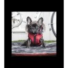 chien portant la doudoune pour chien rouge avec harnais intégré Orson Puppia