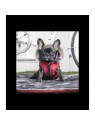 chien portant la doudoune pour chien rouge avec harnais intégré Orson Puppia