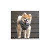 chien avec la Doudoune pour chien grise ULTRALIGHT Puppia®