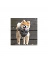 chien avec la Doudoune pour chien grise ULTRALIGHT Puppia®