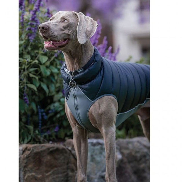 chien portant la doudoune pour chien réversible noir gris red dingo