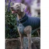 chien portant la doudoune pour chien réversible noir gris red dingo