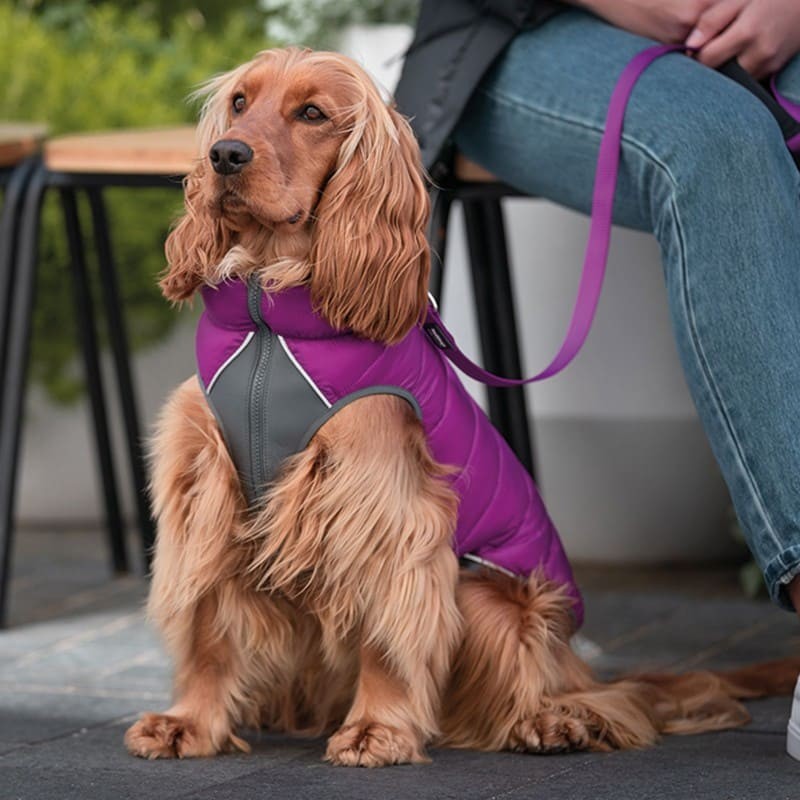 chien portant la doudoune pour chien réversible violet rose red dingo