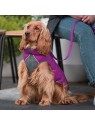 chien portant la doudoune pour chien réversible violet rose red dingo