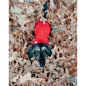 chien dans un tas de feuilles d'automne avec le pull pour chien rouge chasseur alpin alter ego by martin sellier