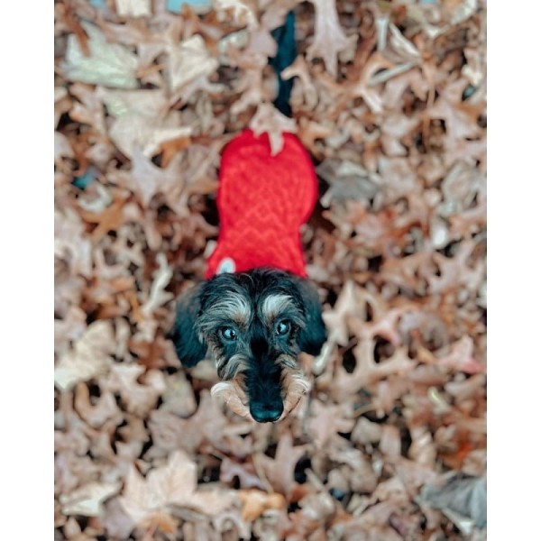 chien dans un tas de feuilles d'automne avec le pull pour chien rouge chasseur alpin alter ego by martin sellier