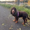 chien qui se promène avec le snood pour chien kaki douillet martin sellier