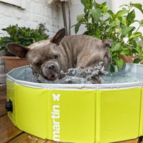 chien dans la Piscine pour chien verte Martin Pool MARTIN SELLIER