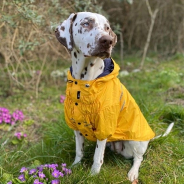 chien assis de face portant l'imperméable pour chien jaune saint malo martin sellier