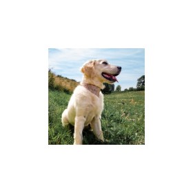 chien dans l'herbe qui porte le Collier pour chien rose avec bandana Malibu MARTIN SELLIER