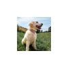 chien dans l'herbe qui porte le Collier pour chien rose avec bandana Malibu MARTIN SELLIER