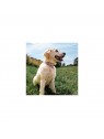 chien dans l'herbe qui porte le Collier pour chien rose avec bandana Malibu MARTIN SELLIER
