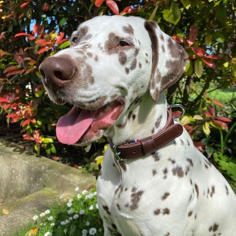 chien qui porte le Collier pour chien en cuir marron collection 107