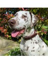 chien qui porte le Collier pour chien en cuir marron collection 107