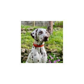 chien dehors portant le Collier pour chien en cuir orange collection 107 MARTIN SELLIER