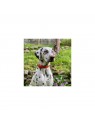 chien dehors portant le Collier pour chien en cuir orange collection 107 MARTIN SELLIER