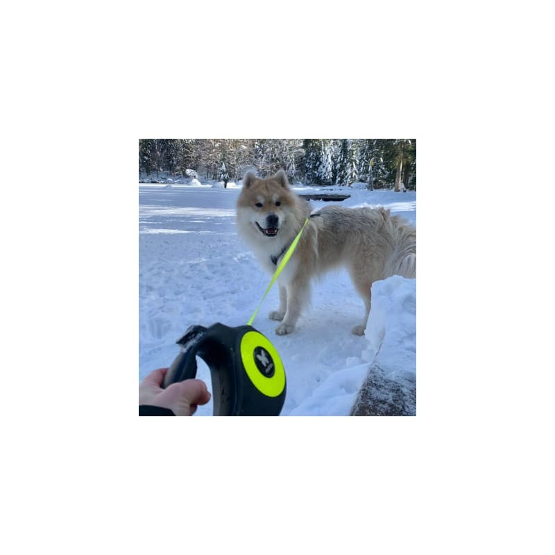 chien dans la neige avec la laisse pour chien rétractable sangle fluo jaune martin sellier