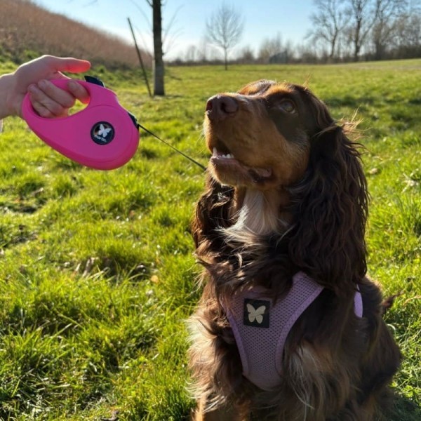 chien à l'extérieur tenu par la laisse pour chien rétractable sangle rose instinct martin sellier