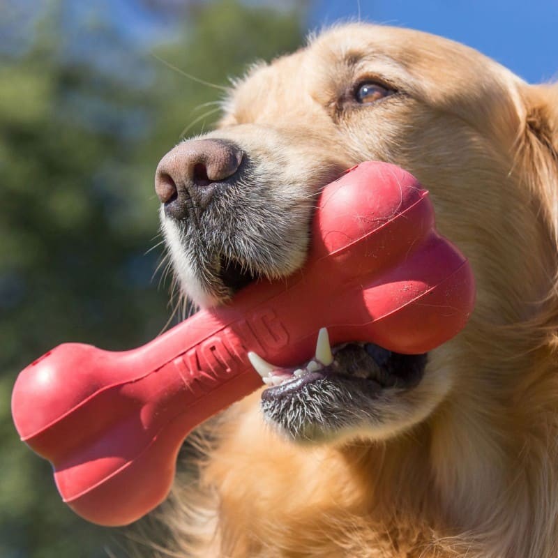 chien avec le Jouet pour chien Goodie Bone KONG dans la gueule