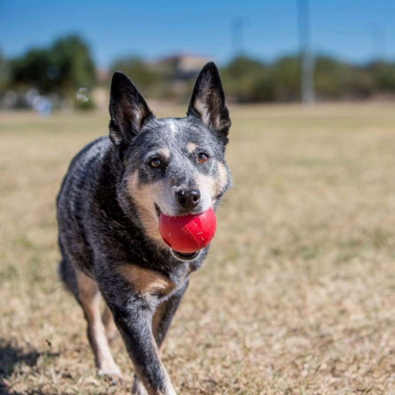 Chien dehors avec la Balle pour chien KONG dans sa gueule