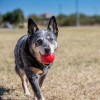 Chien dehors avec la balle pour chien KONG dans sa gueule