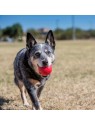 Chien dehors avec la Balle pour chien KONG dans sa gueule