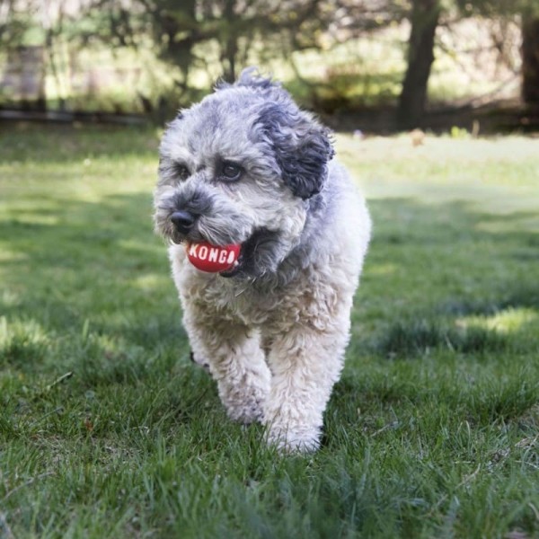 Chien dehors avec la Balle pour chien Signature KONG dans la gueule