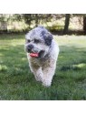 Chien dehors avec la Balle pour chien Signature KONG dans la gueule