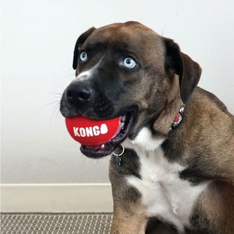 chien avec une Ball pour chien Signature Sport KONG de couleur rouge dans la gueule