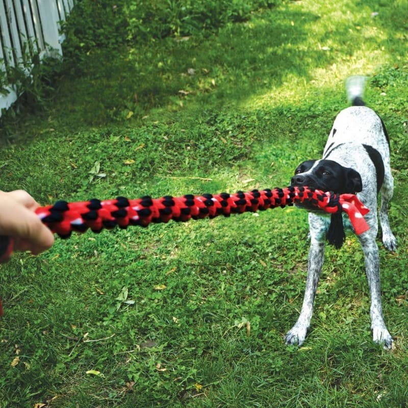 personne qui joue avec son chien au jeu de tirer avec le Jouet pour chien Signature Dual Knot Rope KONG