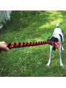 personne qui joue avec son chien au jeu de tirer avec le Jouet pour chien Signature Dual Knot Rope KONG