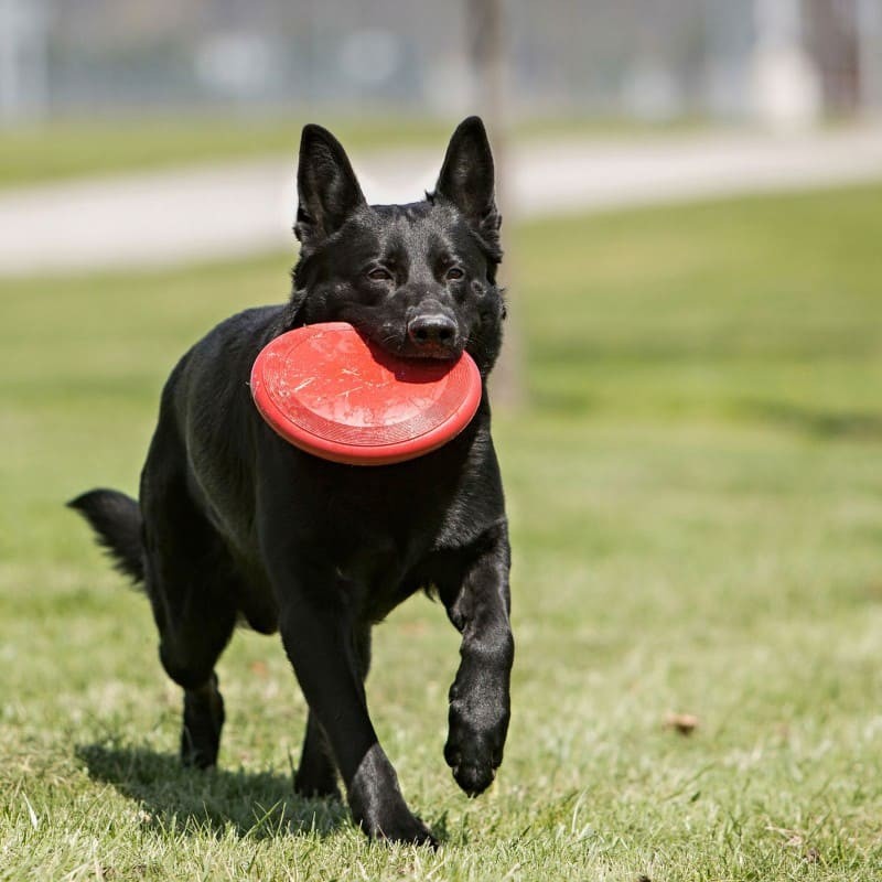 chien sur l'herbe avec un Frisbee pour chien Classique KONG dans la gueule